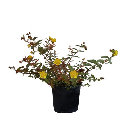 Sunătoare Tricolor - C. 1.5L | 30-40 cm / (Hypericum moserianum Tricolor)