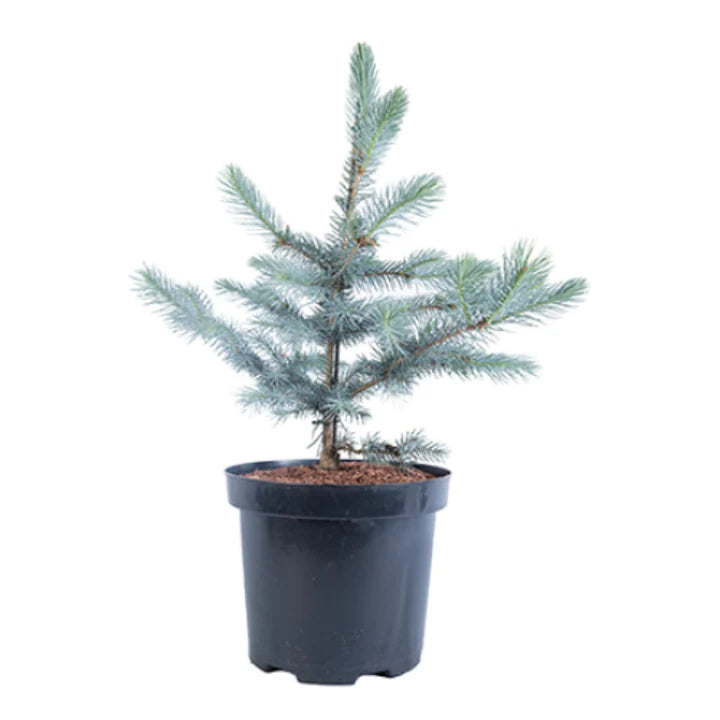 Molid argintiu Edith - C. 230L | 200-225 cm / (Picea pungens Edith)