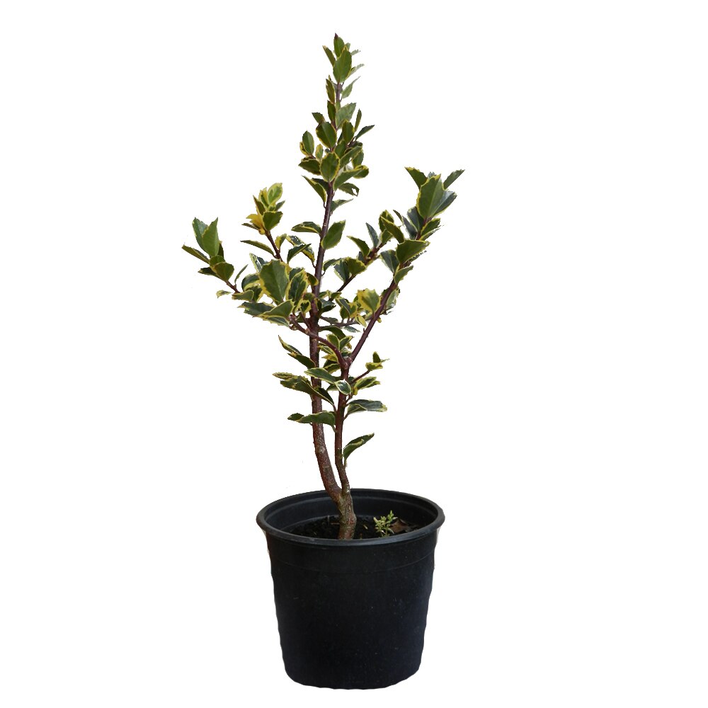 Ilex cu frunze aurii - C. 20L / (Ilex aquifolium Variegata Aurea)