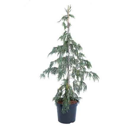 Chiparos nootkatensis Pendula - 180-200 cm / (Chamaecyparis nootkatensis Pendula)