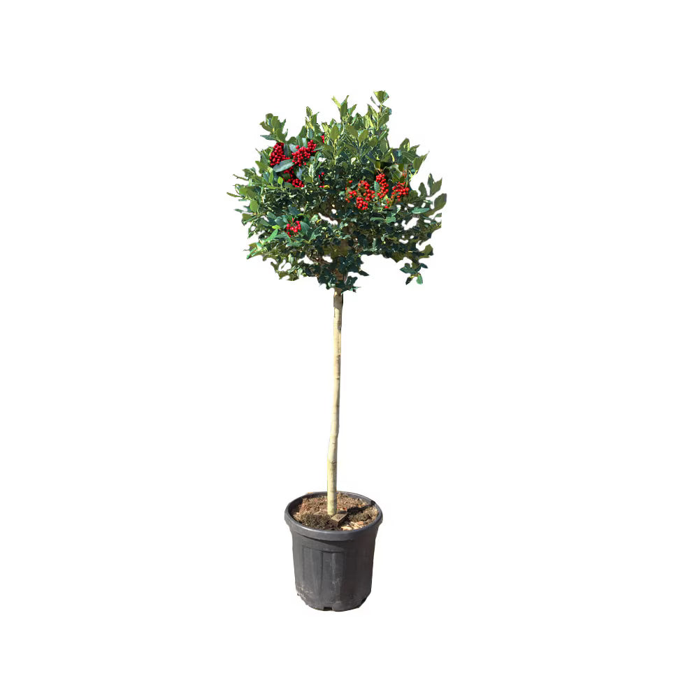 Ilex Nellie R. Stevens pe tulpină - C. 20L STEM / (Ilex Nellie R. Stevens)