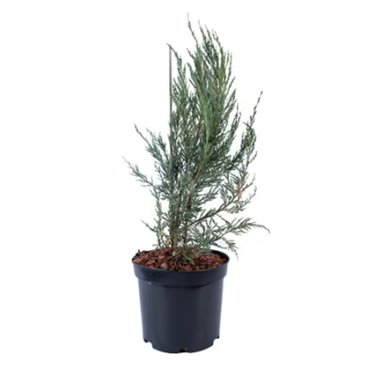 Ienupăr Blue Arrow - 150-175 cm / (Juniperus Blue Arrow)