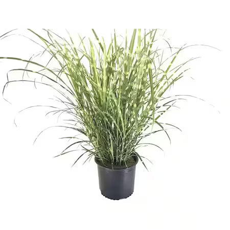 Iarbă ornamentală Zebrinus - C. 2L / (Miscanthus sinensis Zebrinus)