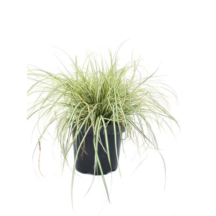 Iarbă ornamentală Evergold - C. 2L / (Carex oshimensis Evergold)