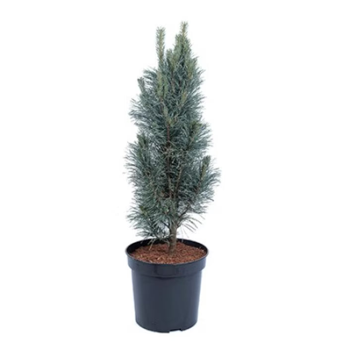 Pin columnar Fastigiata - 160-180 cm / (Pinus sylvestris Fastigiata)
