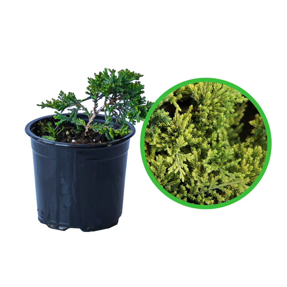 Ienupăr orizontal Golden Carpet - C. 1.5L | 30 cm / (Juniperus horizontalis Golden Carpet)