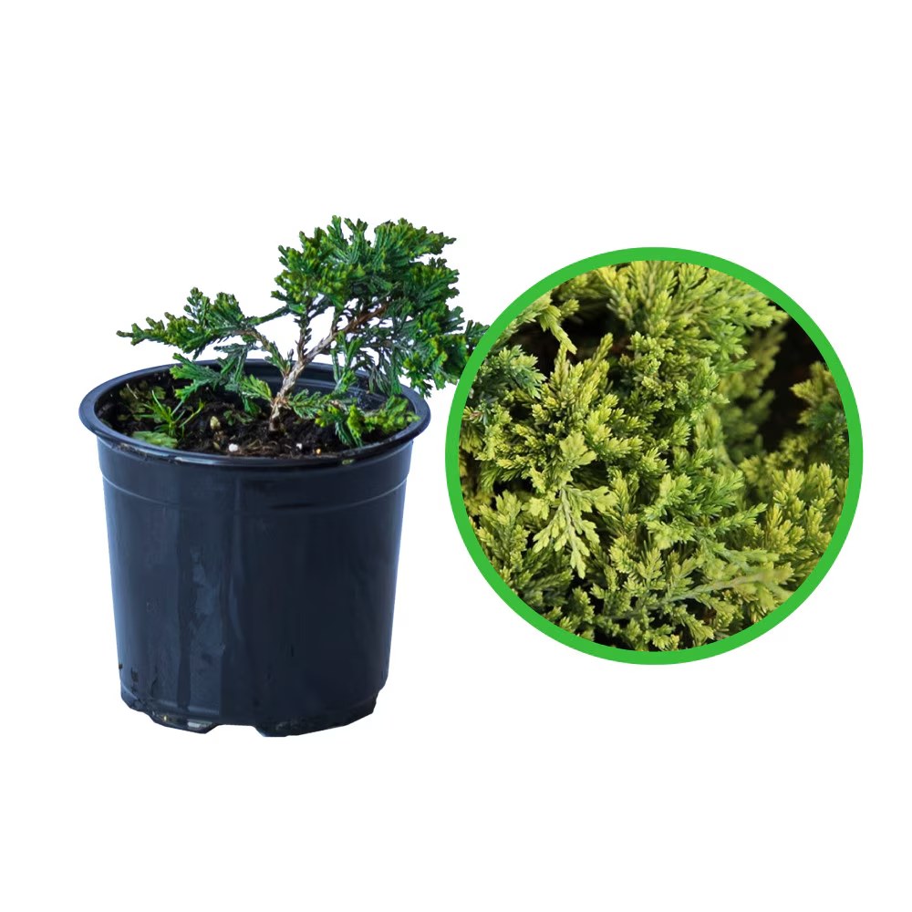 Ienupăr orizontal Golden Carpet - C. 1.5L | 30 cm / (Juniperus horizontalis Golden Carpet)