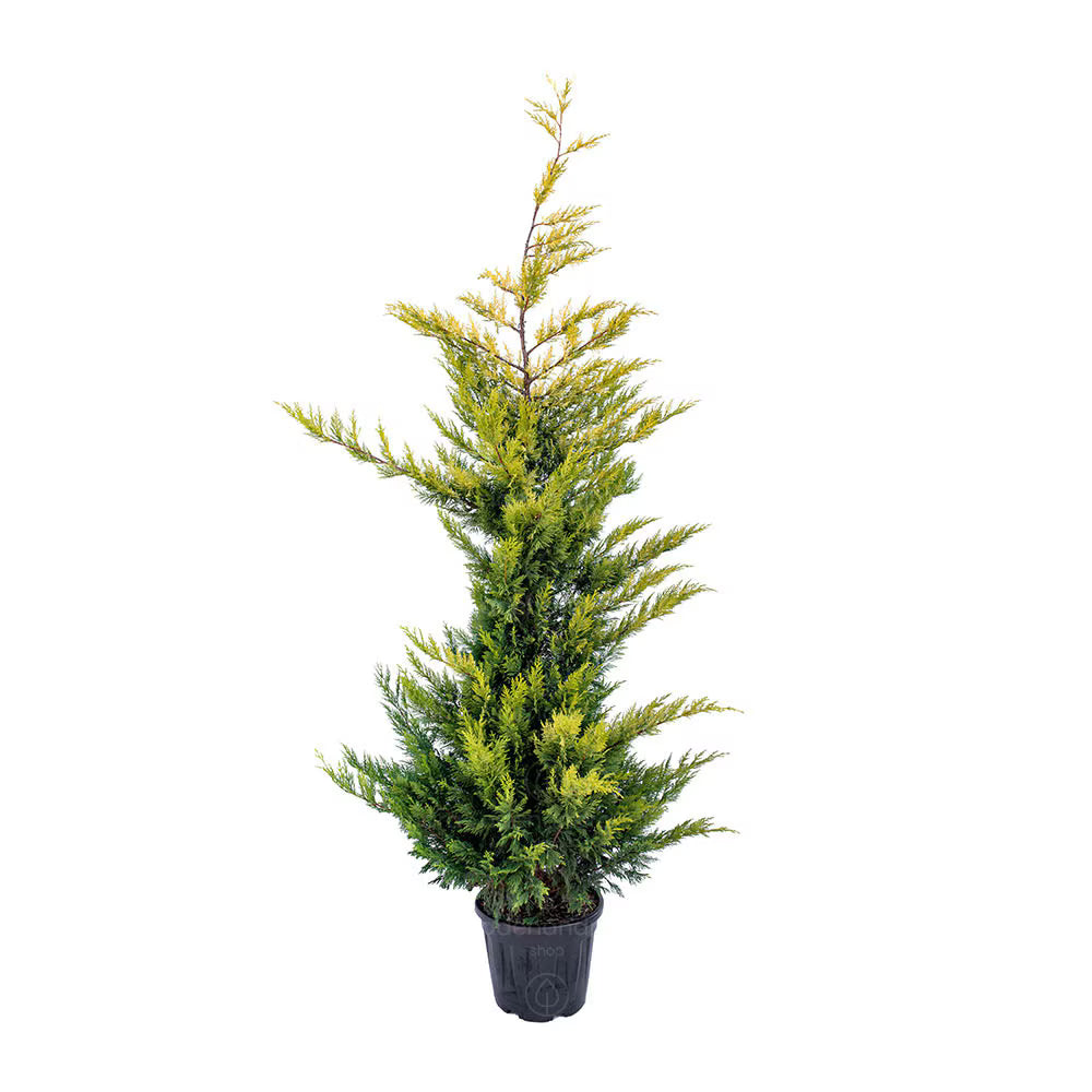 Chiparos Leyland Gold Rider - C. 3L | 80-100 cm / (Cupressocyparis leylandii Gold Rider)