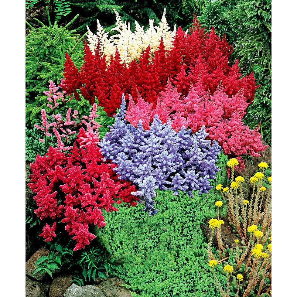 Astilbe - C. 1.5L / (Astilbe)