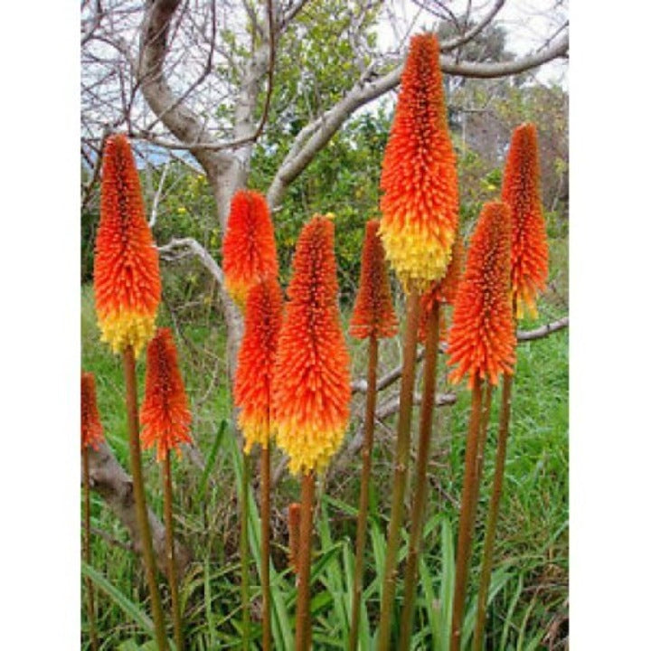 Tritomă - C. 2L / (Kniphofia uvaria)