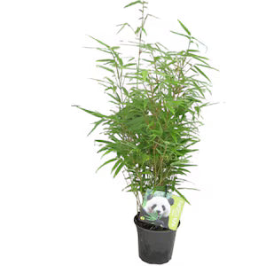 Bambus Fargesia rufa - C. 2L | 60-70 cm / (Fargesia rufa)