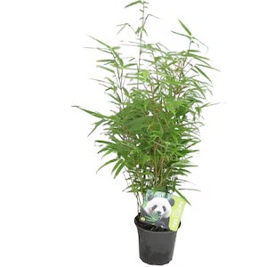 Bambus Fargesia rufa - C. 2L | 60-70 cm / (Fargesia rufa)