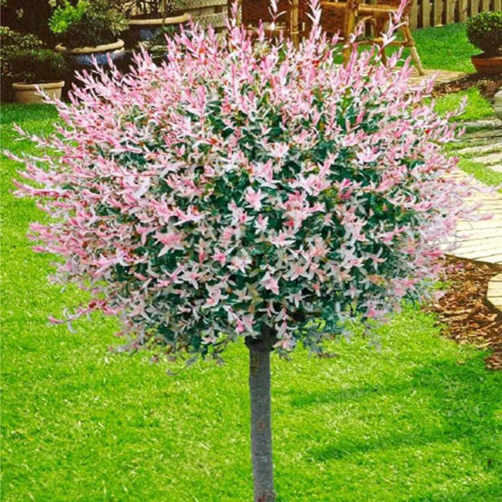 Salcie japoneză Hakuro-nishiki - C. 5L / (Salix integra Hakuro-nishiki)