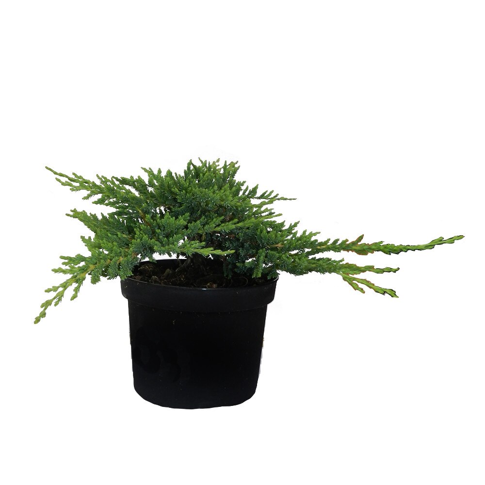 Ienupăr orizontal Prince of Wales - C. 2L | 25-30 cm / (Juniperus horizontalis Prince of Wales)