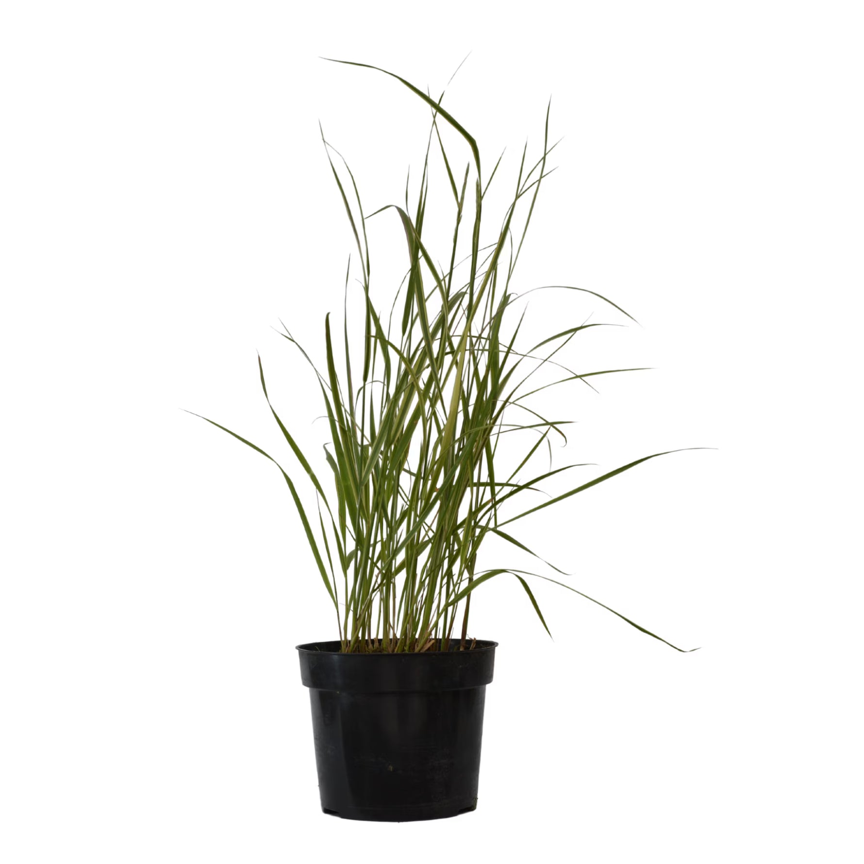 Iarbă ornamentală Overdam - C. 2L / (Calamagrostis x acutiflora Overdam)