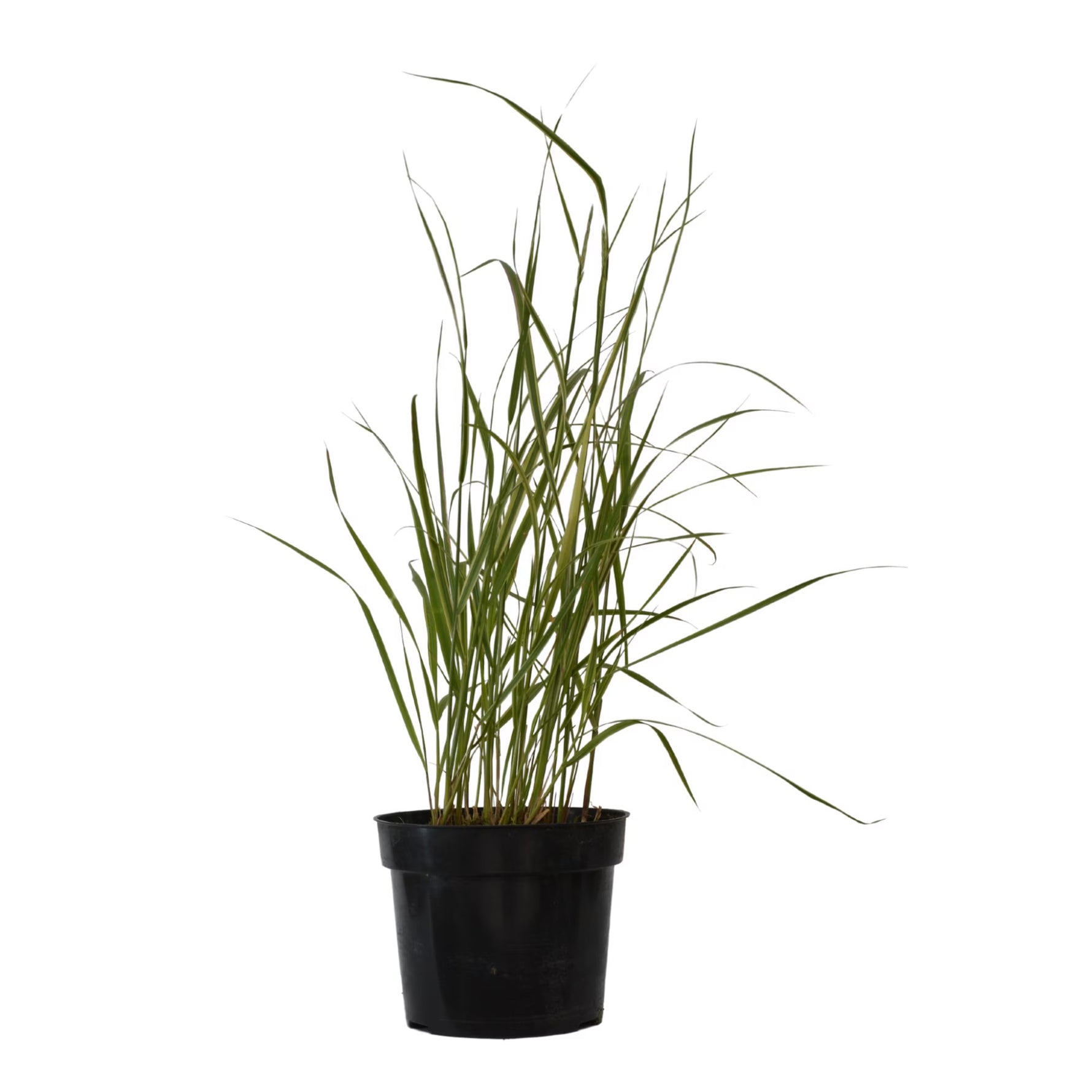 Iarbă ornamentală Overdam - C. 2L / (Calamagrostis x acutiflora Overdam)