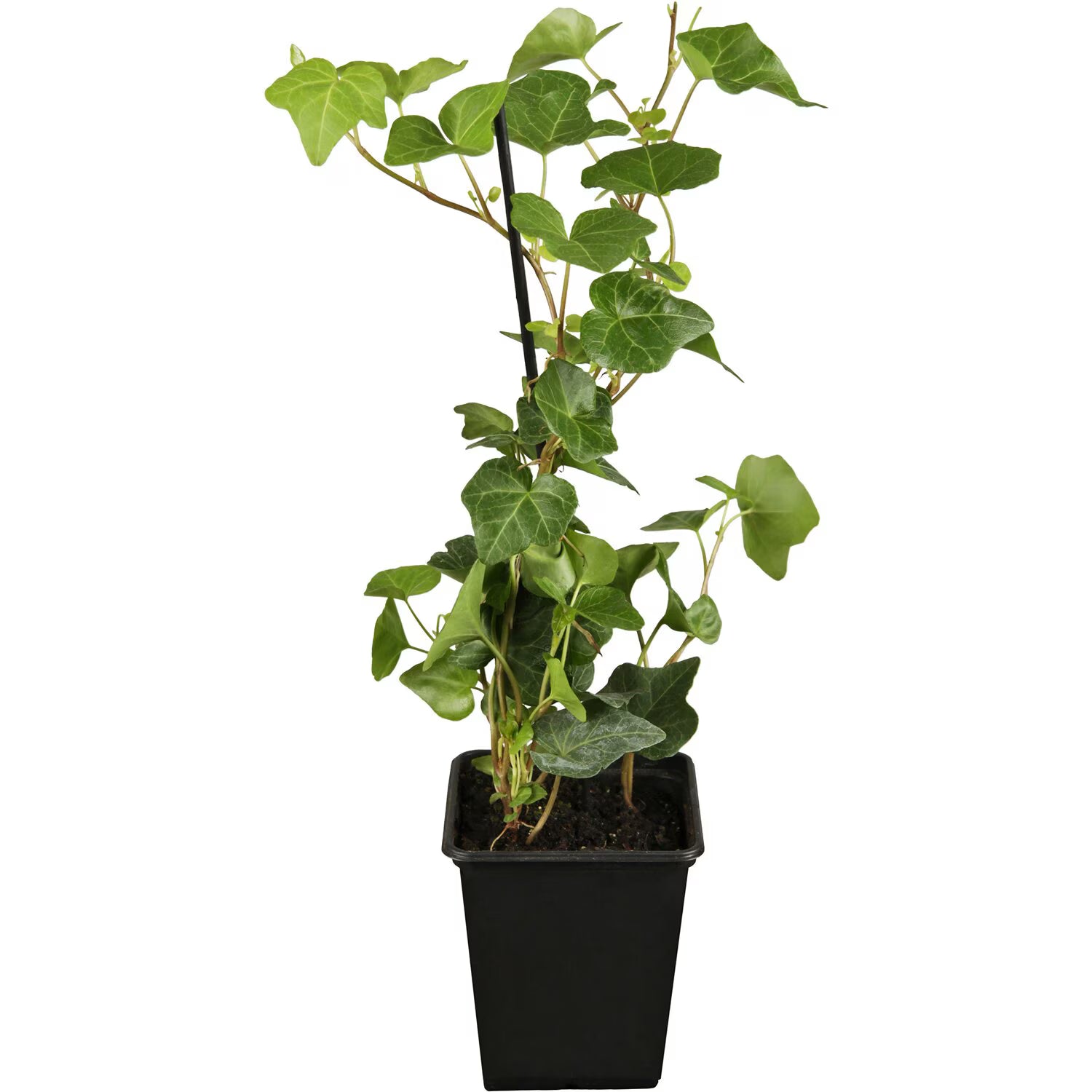 Iederă variegată - C. 2L | 130-150 cm / (Hedera helix variegata)