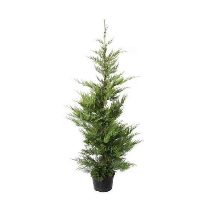 Chiparos Leyland - C. 3L | 30-40 cm / (Cupressocyparis leylandii)