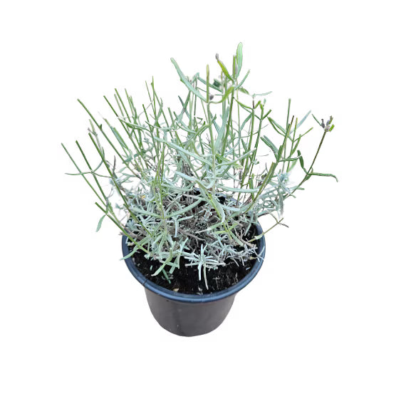 Lavandă Hidcote - C. 2L / (Lavandula angustifolia Hidcote)
