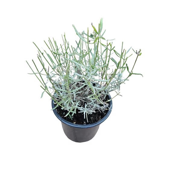 Lavandă Hidcote - C. 2L / (Lavandula angustifolia Hidcote)
