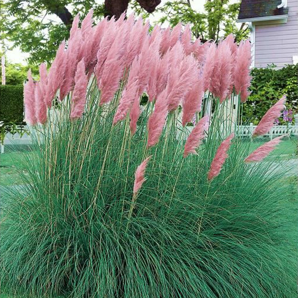Iarbă de pampas roz - C. 2L / (Cortaderia selloana Rosea)