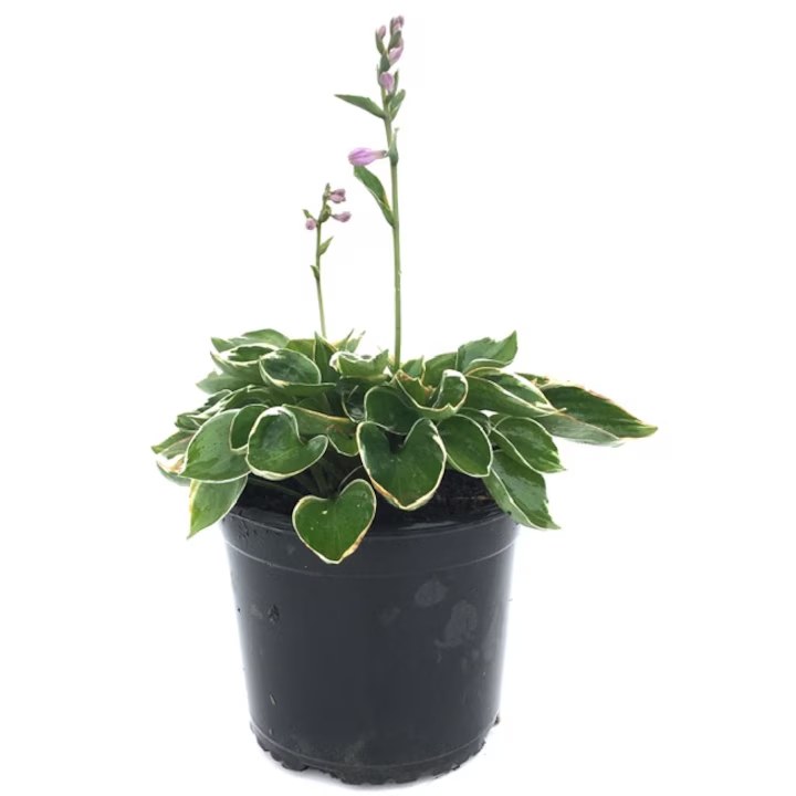 Crin de umbră  C. 2L / (Hosta)