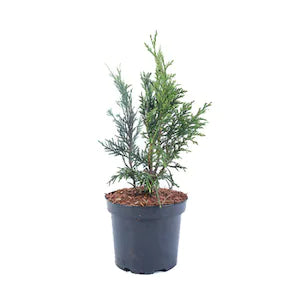 Tuia Atrovirens - C. 3L | 80-100 cm / (Thuja plicata Atrovirens)