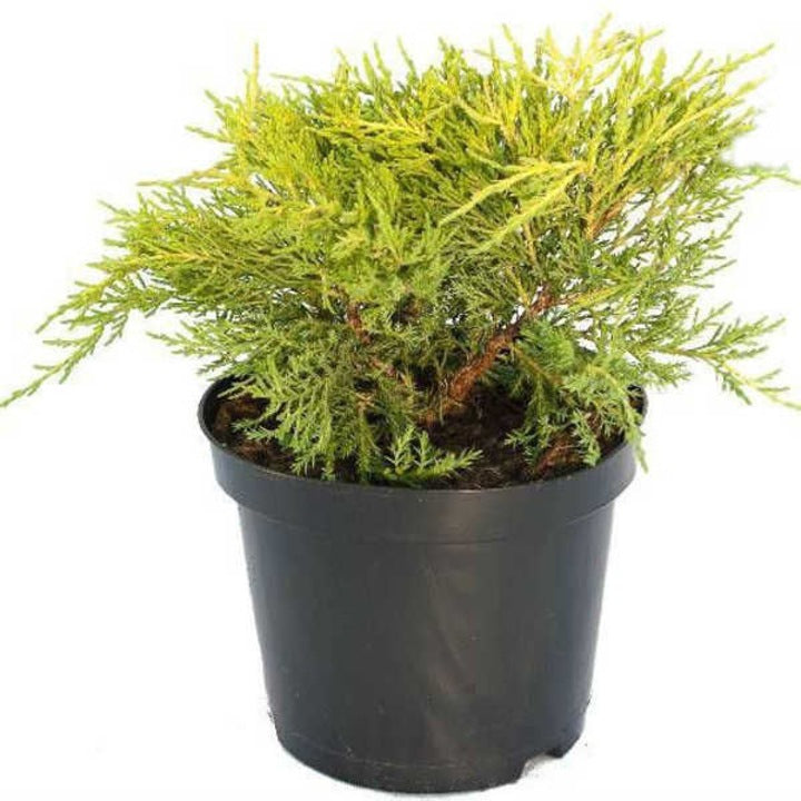Ienupăr Pfitzeriana - C. 5L | 60-80 cm / (Juniperus media Pfitzeriana)