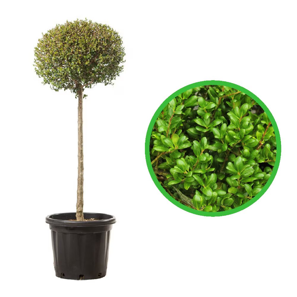 Ilex japonez - C. 7.5L / (Ilex crenata)