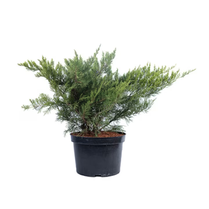 Ienupăr Mint Julep - C. 2L | 20-25 cm / (Juniperus x media Mint Julep)