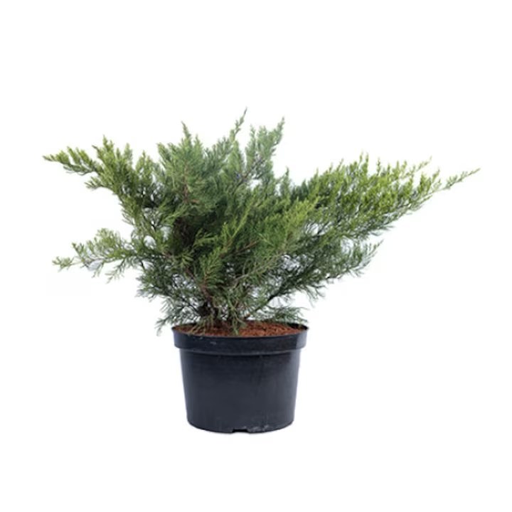 Ienupăr Mint Julep - C. 2L | 20-25 cm / (Juniperus x media Mint Julep)