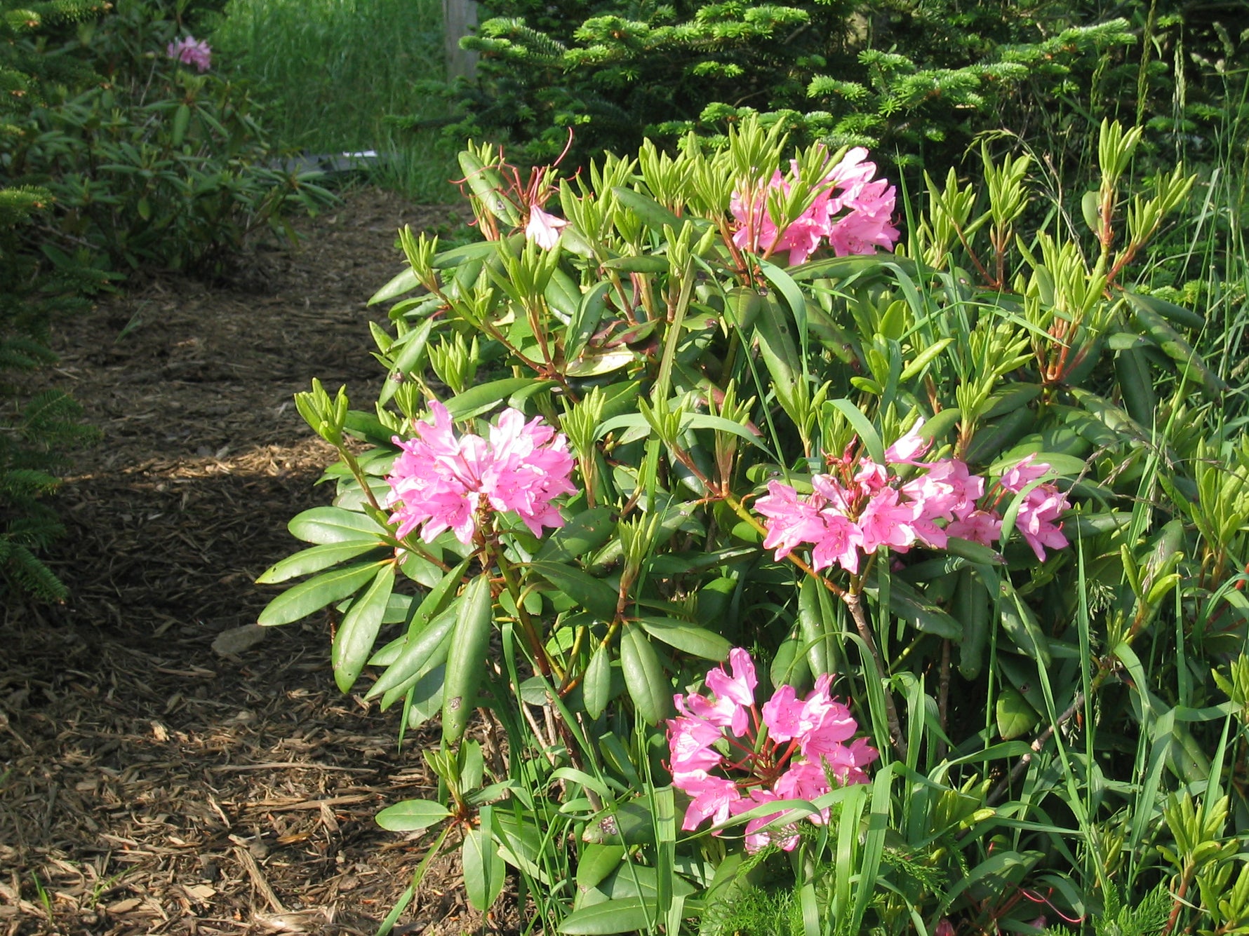 Rhododendron catawbiense - Rododendron