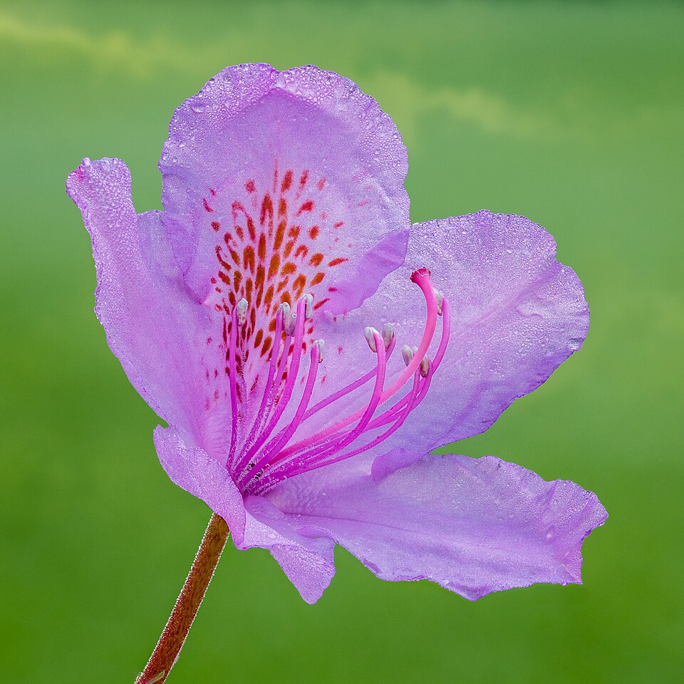 Rhododendron 'Ramapo' - h: 30cm | Cont.: 3L - Rododendron pitic 'Ramapo'