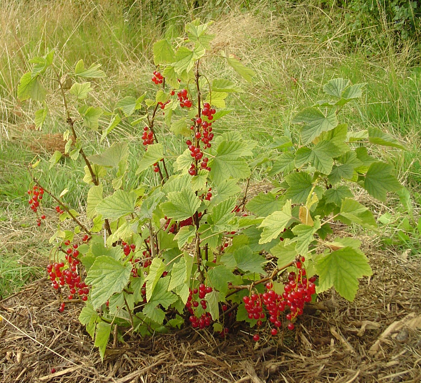 Ribes rubrum - Coacăz roșu pe tulpină (Pe tulpină)