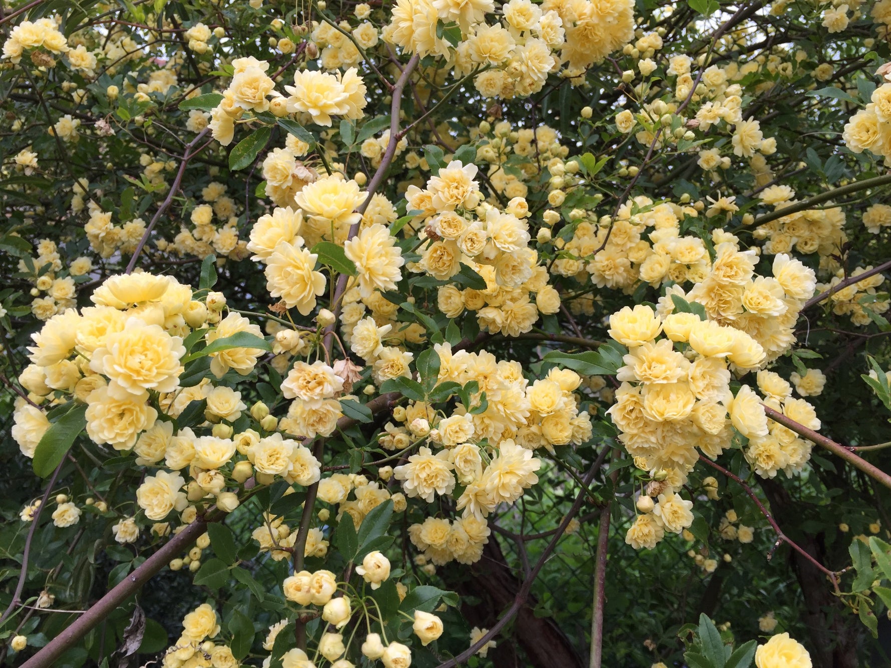 Rosa banksiae - Cont.: 45L - Trandafir Banks (Spalliera)