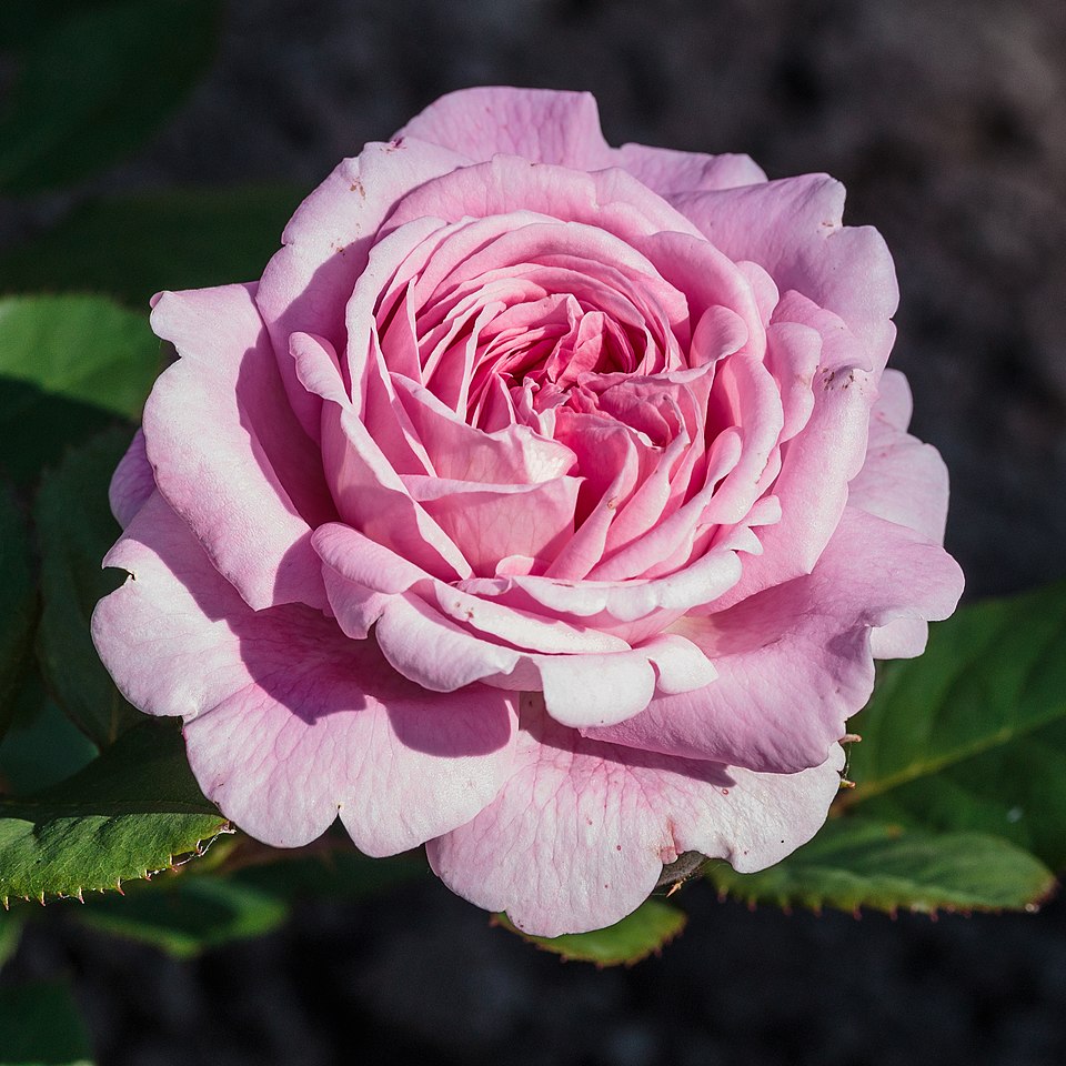 Rosa - Cont.: 5L - Trandafir cățărător