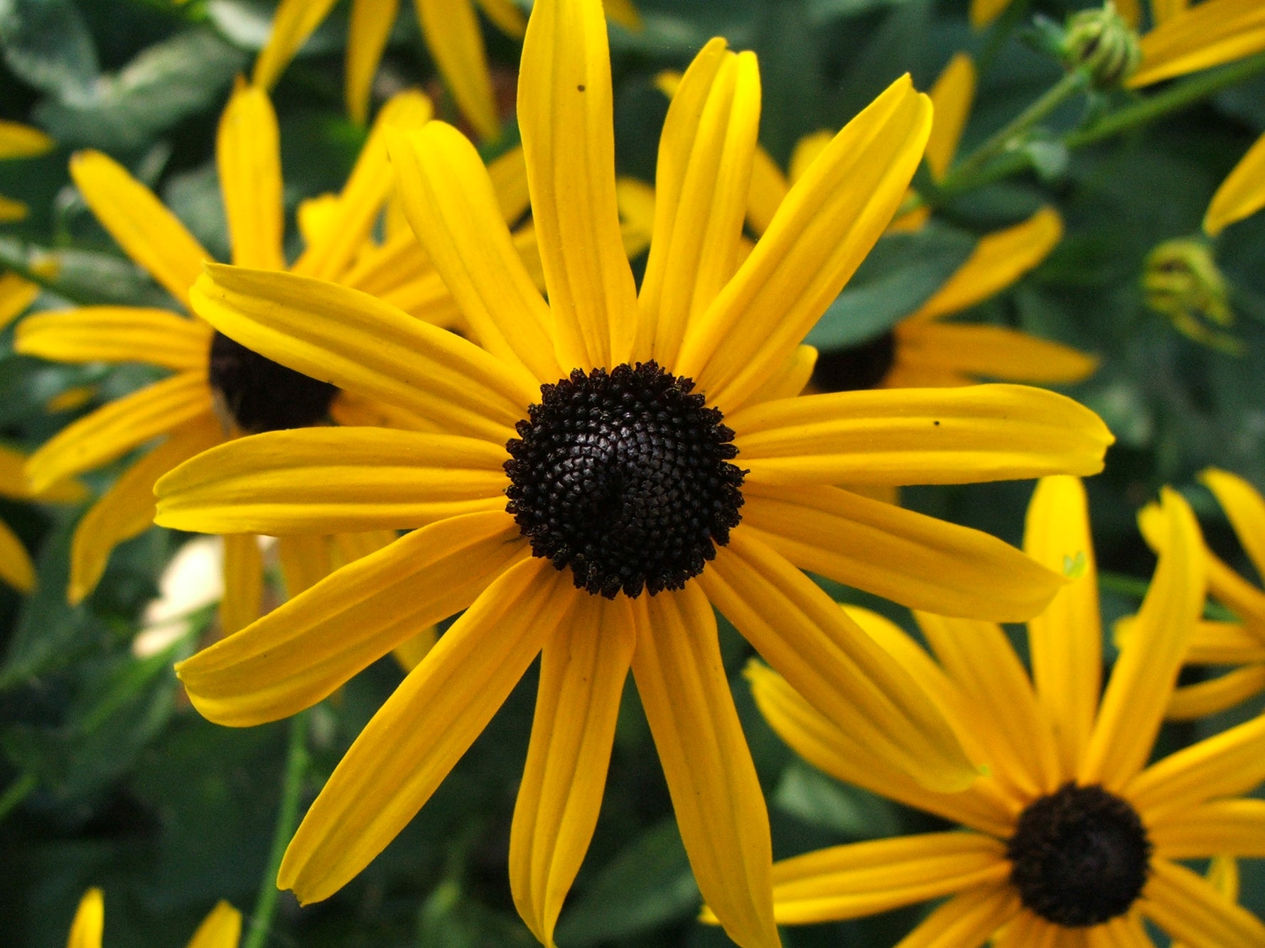 Rudbeckia fulgida 'Goldsturm' - Rudbeckia 'Goldsturm'