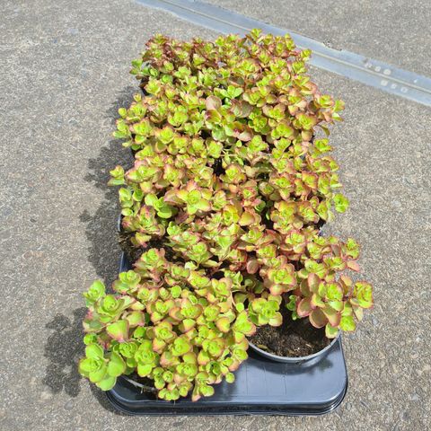 Iarbă grasă Fuldaglut - C. 2L / (Sedum spurium Fuldaglut)