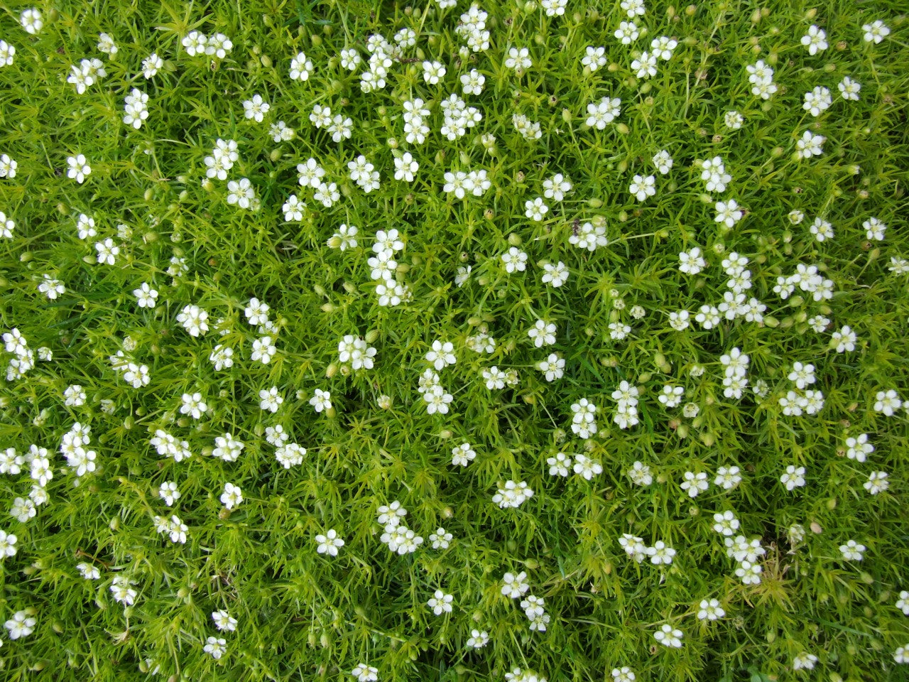 Sagina subulata - Cont.: 2L - Muschi irlandez