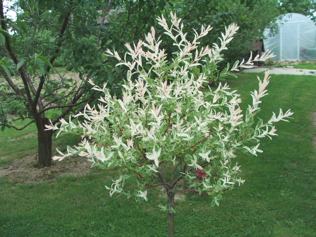 Salix integra 'Flamingo' - Cont.: 3.5L - Salcie decorativă 'Flamingo'