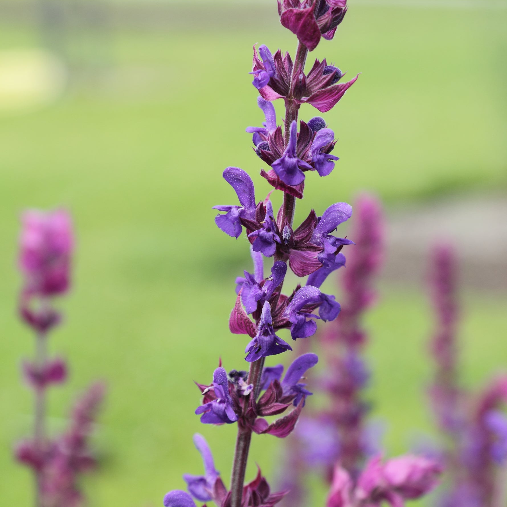 Salvia nemorosa 'Apex White' - Cont.: 2L - Salvie ornamentală albă 'Apex White'