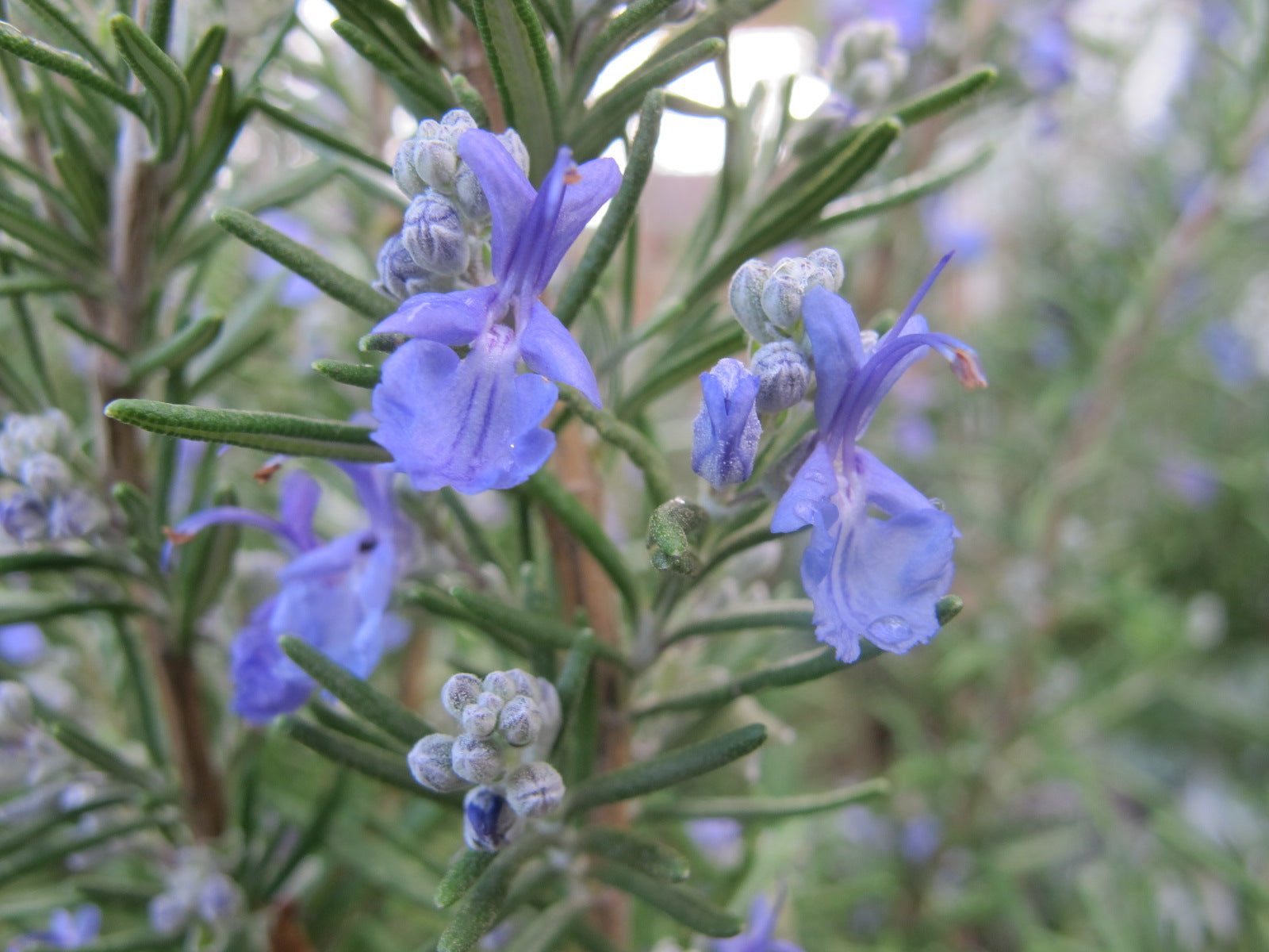 Salvia rosmarinus - Cont.: 1.5L - Rozmarin