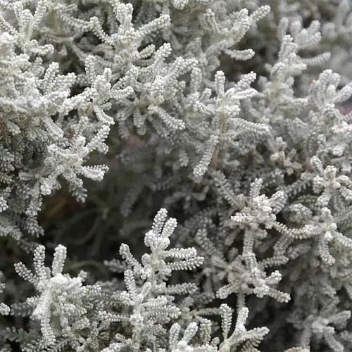 Santolină Lambrock Silver - C. 2L / (Santolina chamaecyparissus Lambrock Silver)