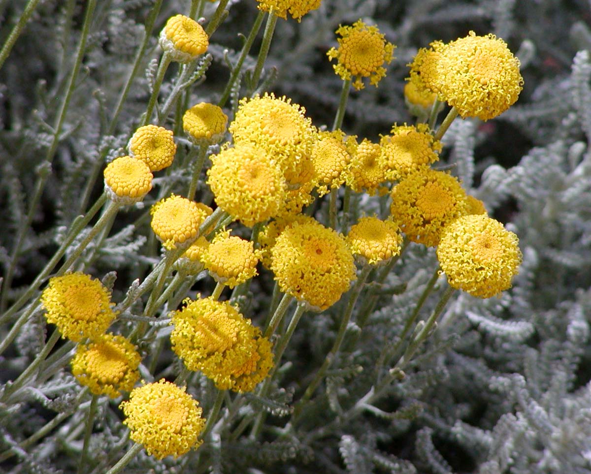 Santolina chamaecyparissus 'Lambrock Silver' - Cont.: 2L - Santolina 'Lambrock Silver'