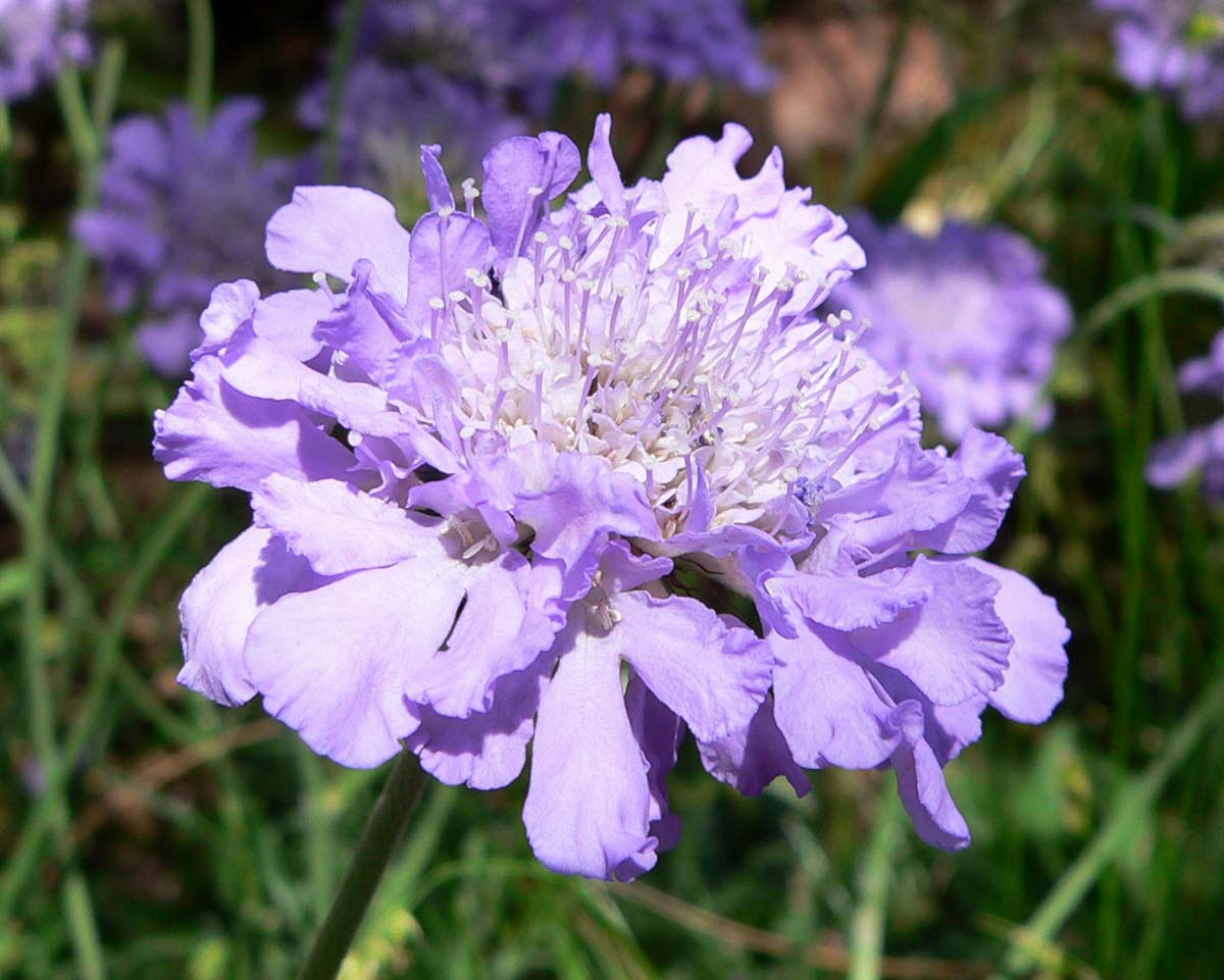 Scabiosa columbaria 'Butterfly Blue' - Cont.: 2L - Scabiosa 'Butterfly Blue'