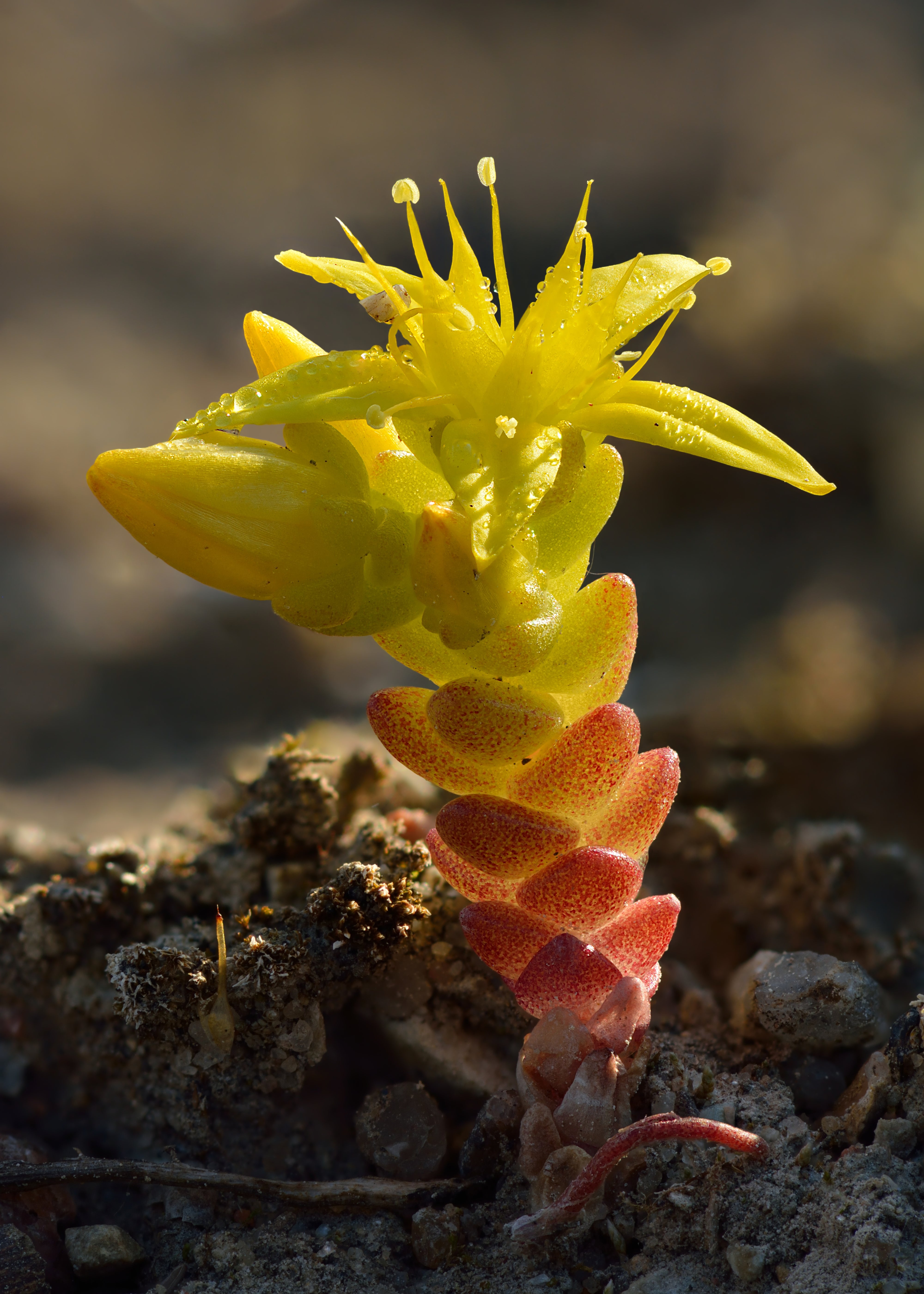 Sedum acre - Cont.: 1.5L - Iarbă grasă