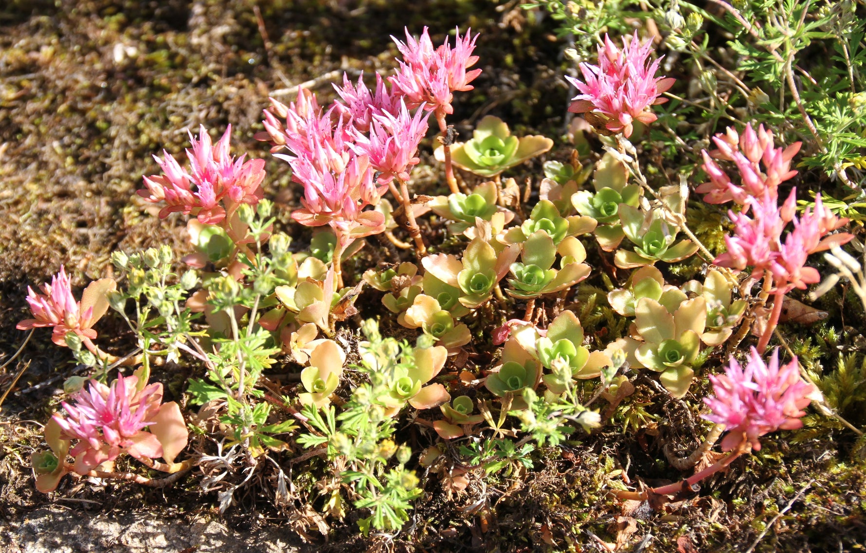 Sedum spurium 'Fuldaglut' - Cont.: 2L - Sedum roșu 'Fuldaglut'