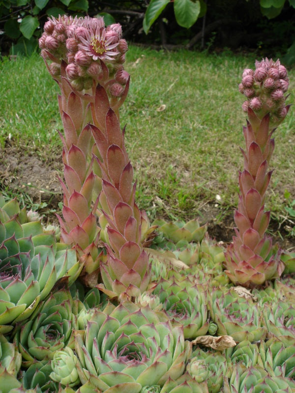Sempervivum MIX - Cont.: 0.5L - Urechelniță MIX