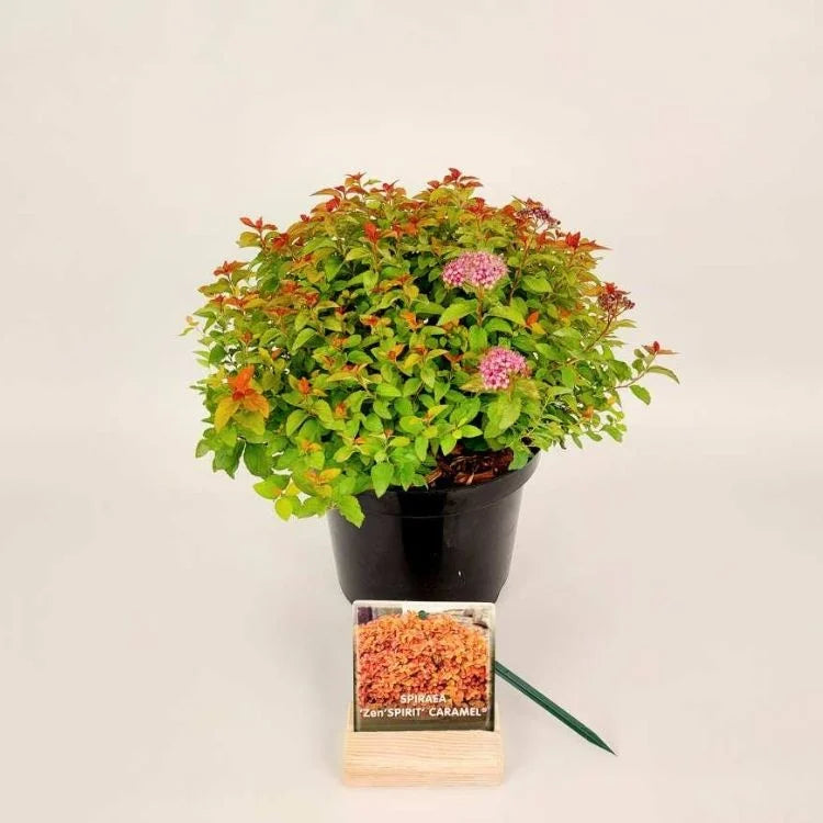 Cununiță Caramel - C. 1.5L / (Spiraea japonica Zen Spirit Caramel)