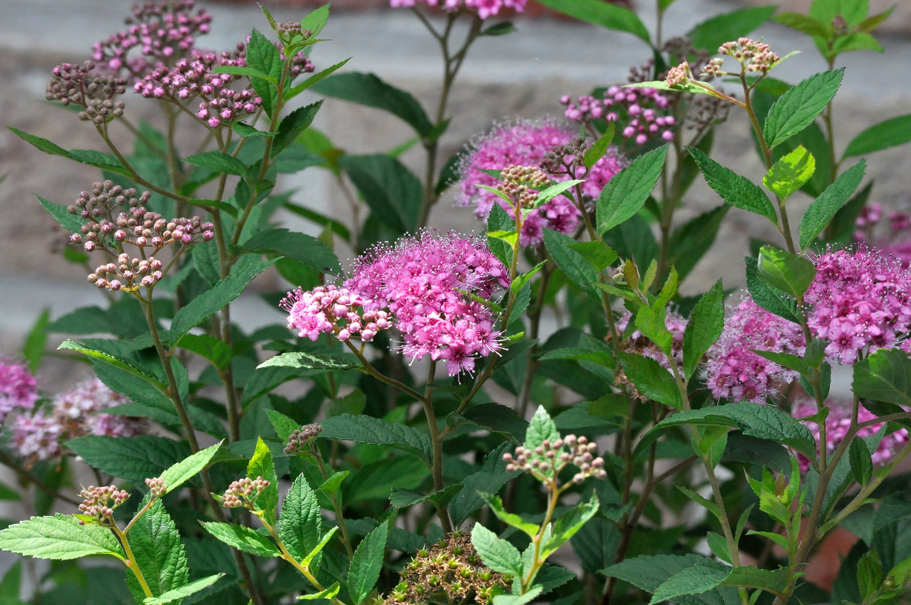 Spiraea japonica MIX - h: 25cm | Cont.: 5L - Spiree japoneză MIX